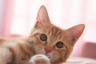 可爱橘猫侧卧卖萌