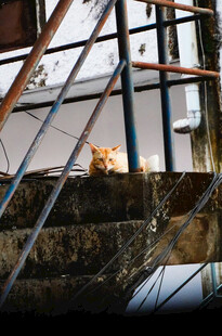 笼中橘猫