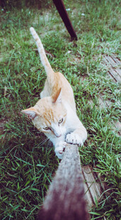 草地上的猫咪玩耍瞬间