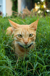 草丛中的橘猫