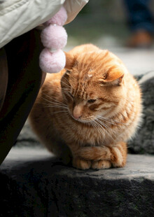 橘猫躲在遮蔽处好奇张望