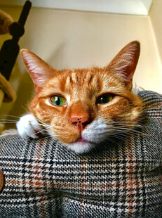 橘猫惬意趴卧格子垫上