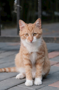 橘猫端坐