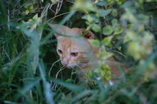 草丛中的橘猫