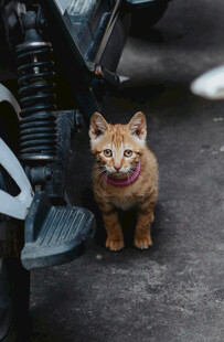 摩托车旁的可爱橘猫