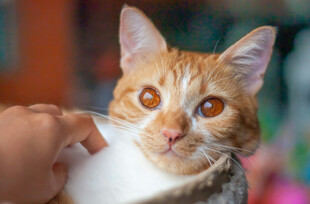 人与橘猫亲昵互动瞬间