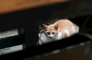 橘猫躲在缝隙中张望