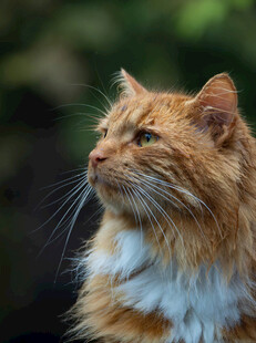橘白长毛猫侧头凝望