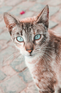 蓝眼斑纹猫的特写瞬间