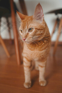 可爱橘猫端坐木地板