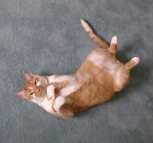 橘猫惬意躺地露肚皮