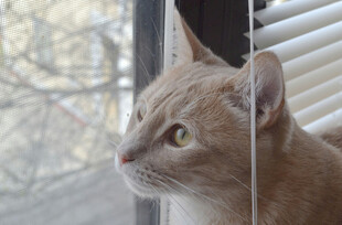 窗边凝望的橘猫