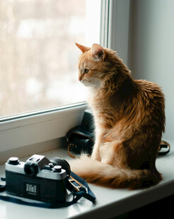 窗边橘猫与复古相机