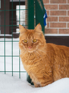 雪地中的橘猫