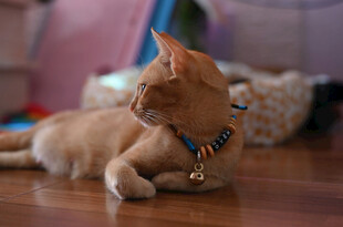 橘猫佩戴铃铛悠闲躺地