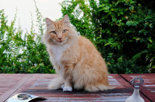 橘猫端坐于户外木桌