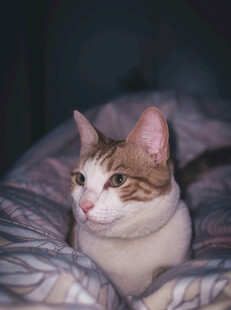 可爱猫咪惬意躺卧