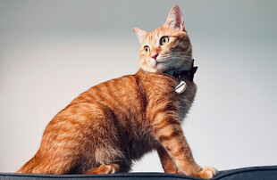 橘猫站立好奇张望
