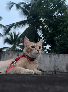 戴牵引绳的可爱猫咪
