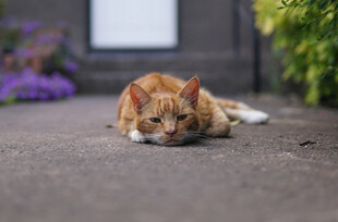 橘猫慵懒趴地