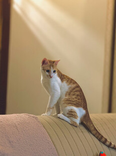 沙发上的可爱猫咪