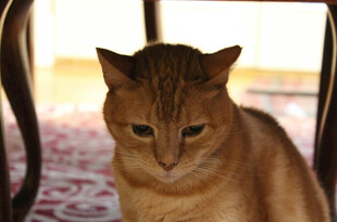 橘猫独坐