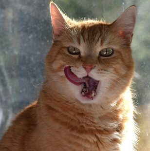 张嘴卖萌的橘猫