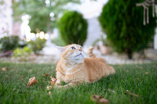 草地上的橘猫
