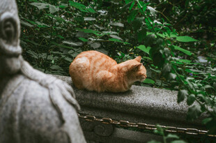 石上橘猫伴佛像