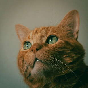 仰望的橘猫