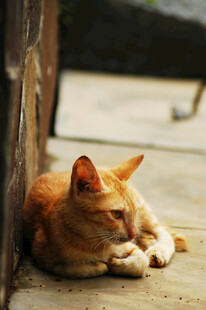橘猫慵懒趴地