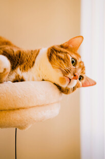 俏皮猫咪趴猫架