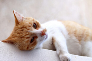 慵懒橘猫趴在柔软沙发上