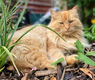 橘猫闲适躺于绿植间