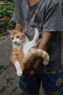 男子怀中抱着可爱猫咪