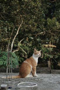 橘猫户外好奇望向上方