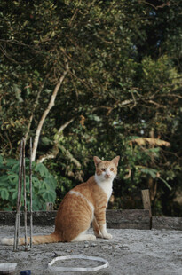 户外蹲坐的橘猫