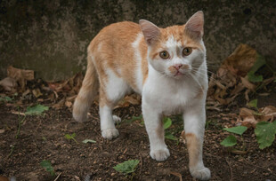 户外的橙白相间猫咪