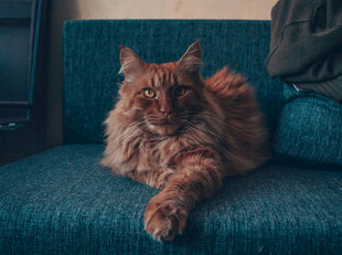 慵懒缅因猫惬意躺沙发
