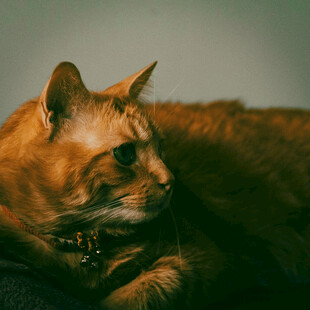 橘猫侧卧凝视