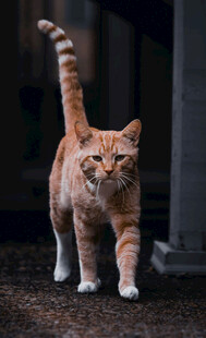 行走的橘色条纹猫咪