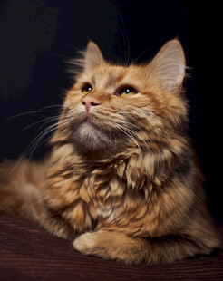 长毛猫咪仰头神态优雅