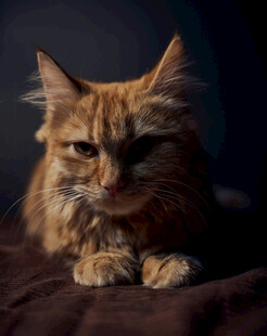 橘色长毛猫趴卧姿态