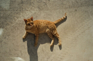 橘猫悠闲躺地