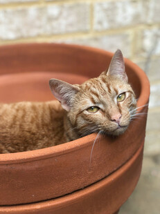 猫咪惬意躺卧陶制花盆中