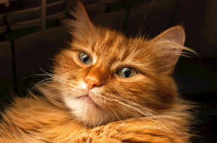 橘色长毛猫的惬意瞬间
