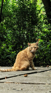 户外橘猫休憩于绿植旁