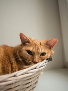 橘猫慵懒躺于编织篮中
