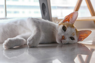 趴着的双色猫咪