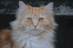 长毛橘猫的可爱特写